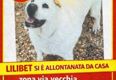 Smarrito il cane Lilibet