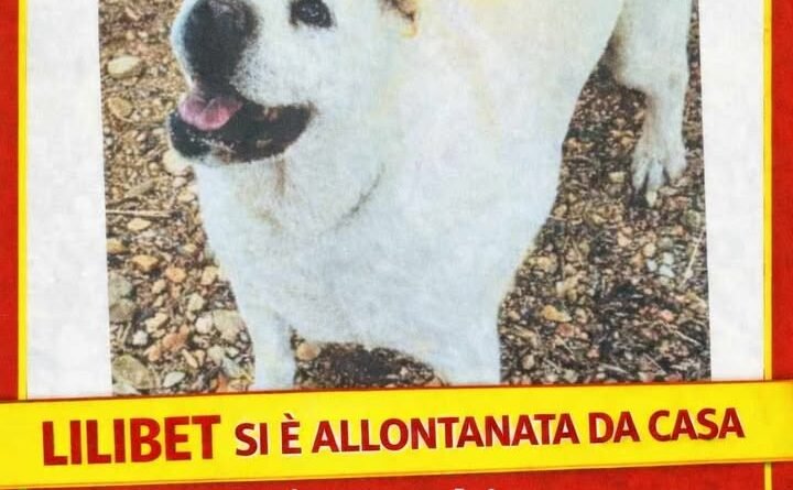Smarrito il cane Lilibet