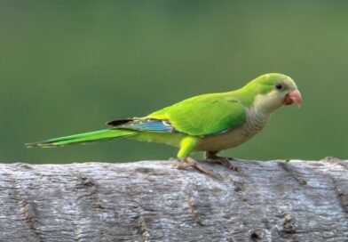 Avvistati nidi di “parrocchetto monaco” in piazza Rossani