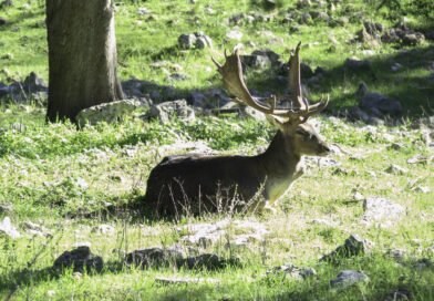 Foresta Mercadante, scatta il piano traffico per le festività 2026