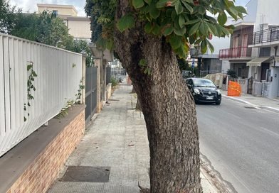 Su via Sannicandro proseguono i lavori: gli alberi restano in piedi, le radici no
