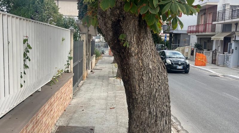 Su via Sannicandro proseguono i lavori: gli alberi restano in piedi, le radici no
