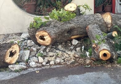 Al via il taglio degli ippocastani di via Sannicandro