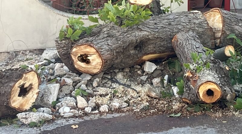 Al via il taglio degli ippocastani di via Sannicandro