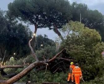 Grandine, pioggia e un albero caduto a Cassano