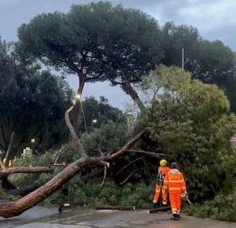 Grandine, pioggia e un albero caduto a Cassano in un pomeriggio di grave rischio idrogeologico. Con un battesimo…imbarazzante!