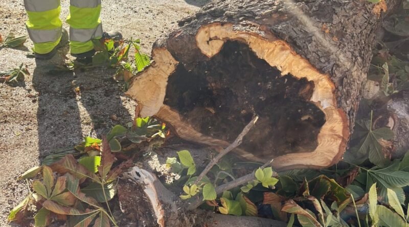Via Sannicandro, si abbattono altri alberi (ma non tutti)